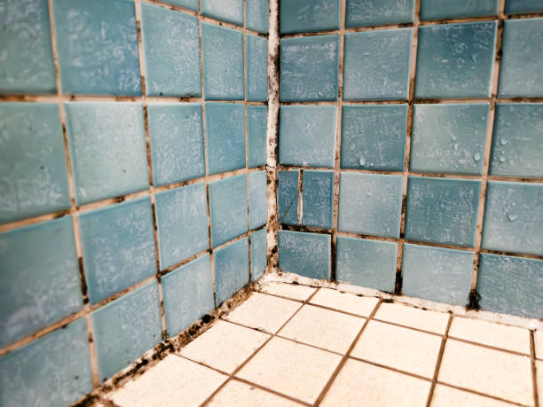 Best Mold Prevention Services  in King Of Prussia, PA